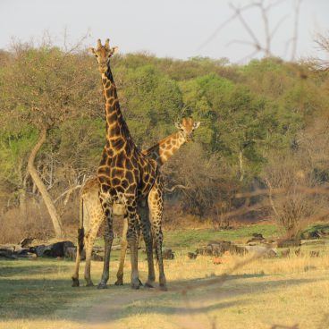 Giraffe Zuid-Afrika