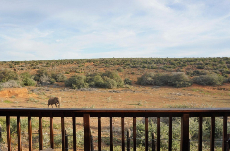 Addo Elephant Restcamp – Safaritent