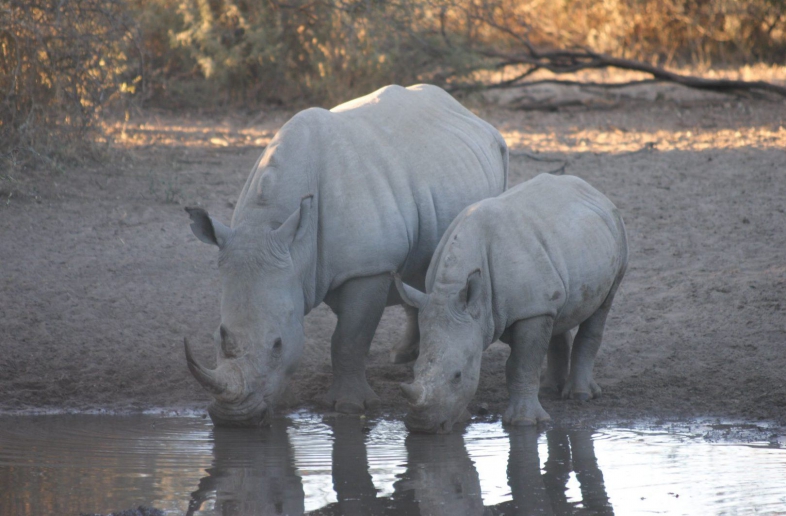 Khama Rhino Sanctuary – Chalet